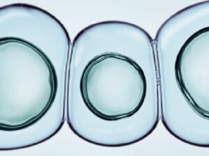 Close-up view of three transparent bubbles or cells aligned horizontally against a light background. Each bubble is enclosed within a thin outer membrane, with a soft gradient of colors suggesting depth and texture.